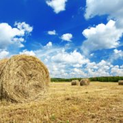 Harvest